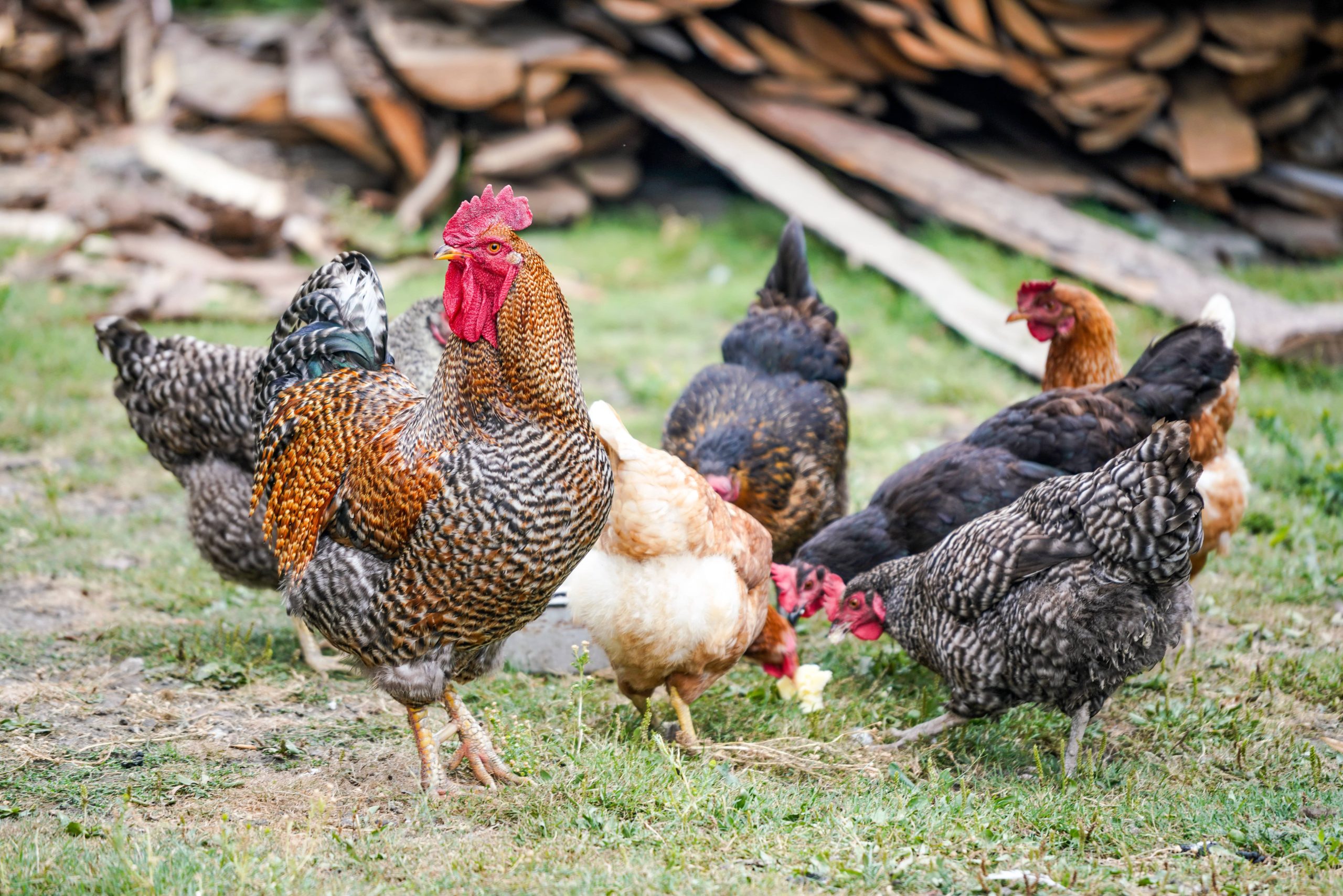 The Pros and Cons of Vaccinating Chickens Against Bird Flu