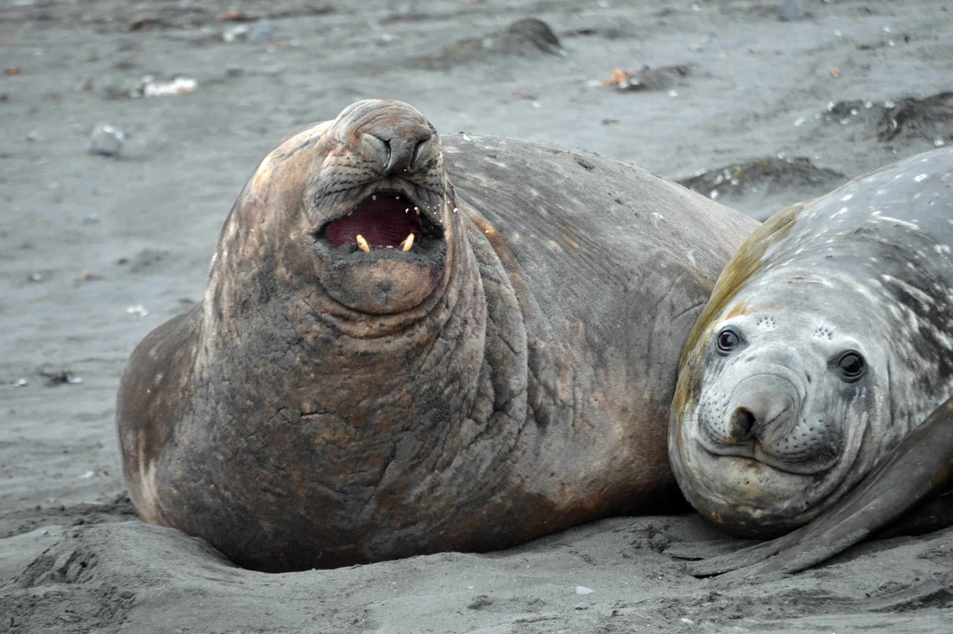 The Science Behind Elephant Seals’ Incredible Power Naps