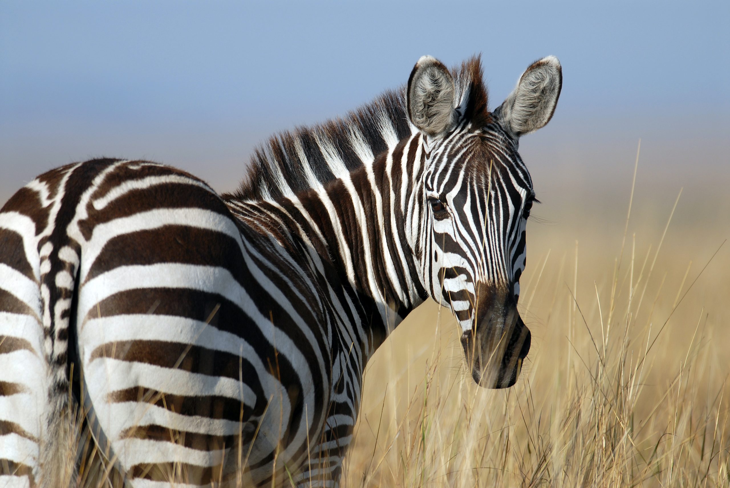 Why Are Zebras Striped?
