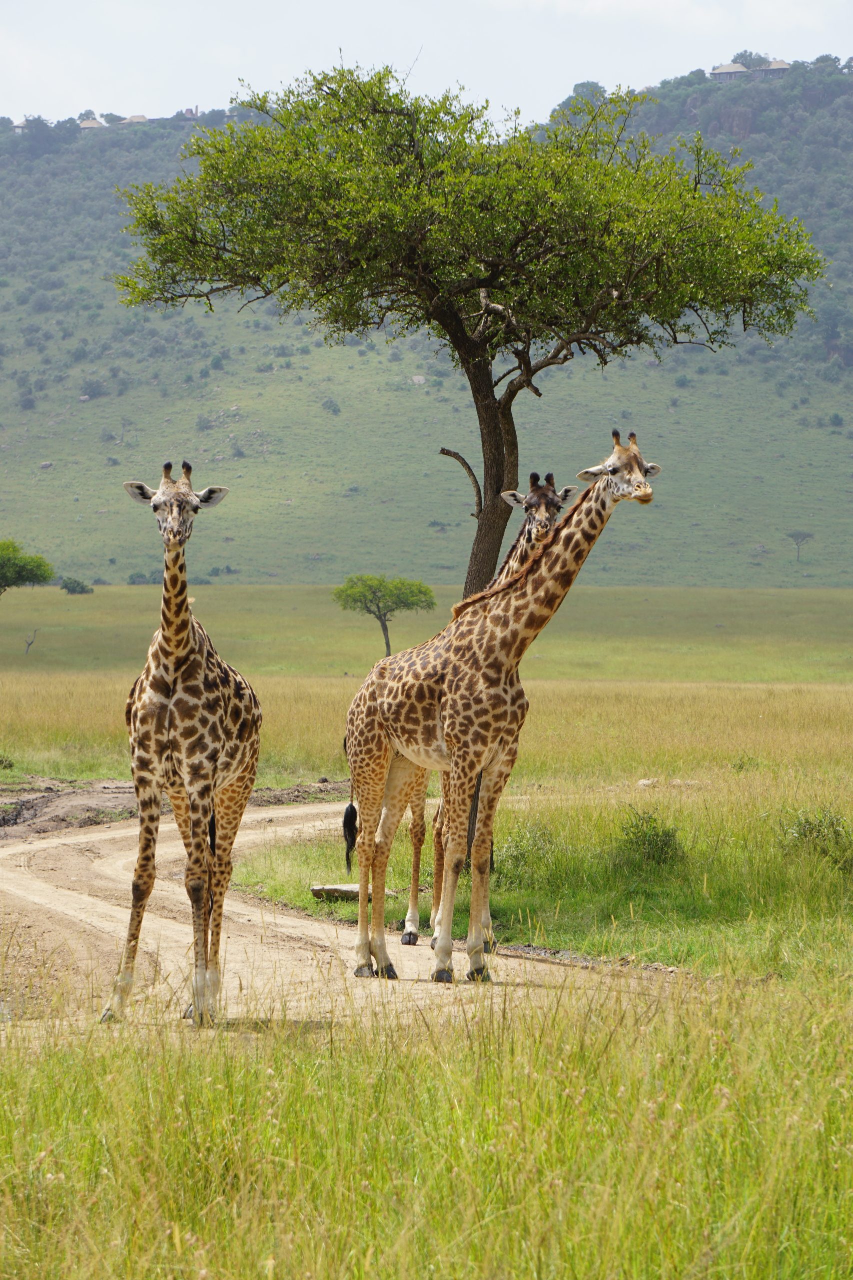Giraffe Conservation Efforts
