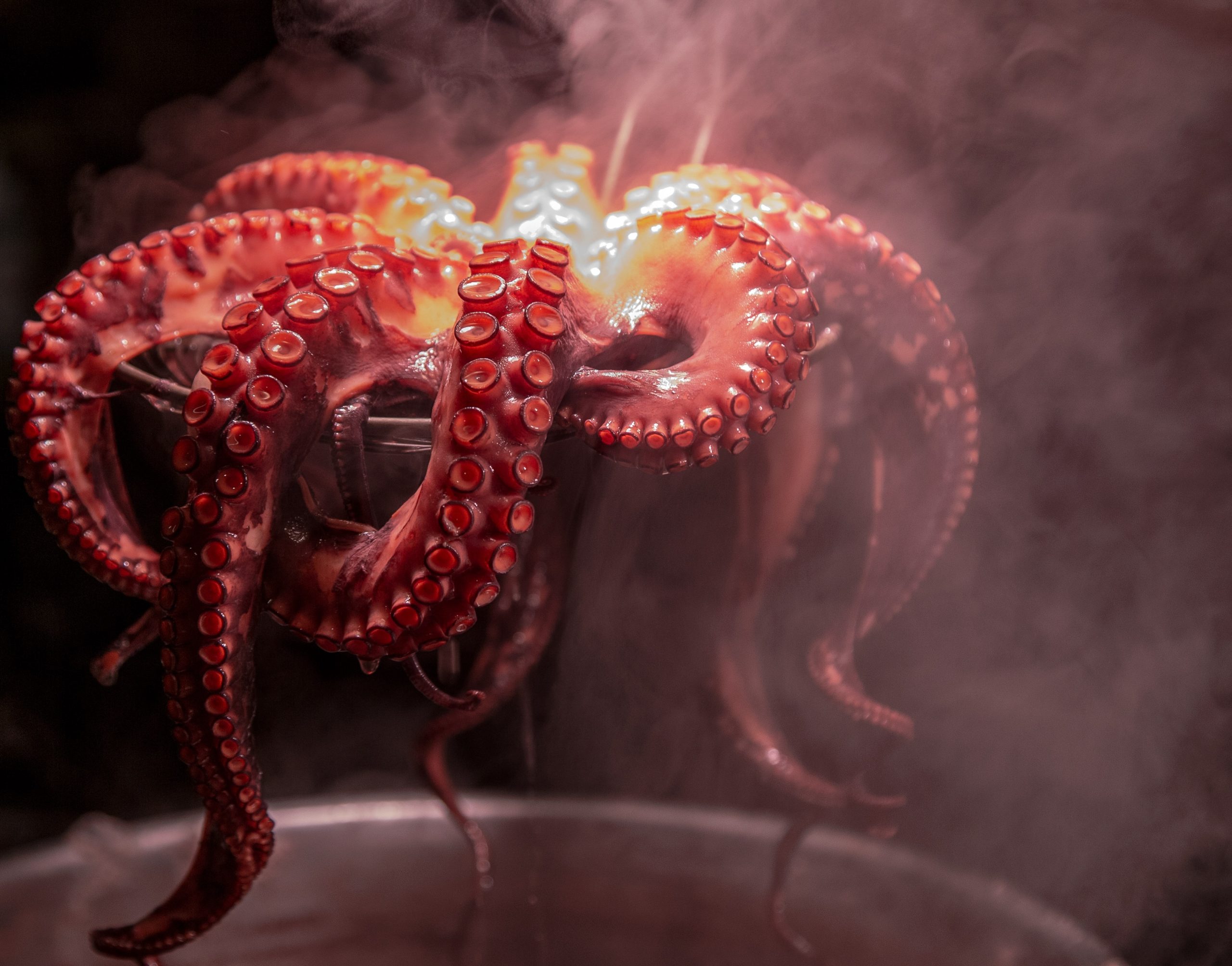 Octopus Myths Debunked