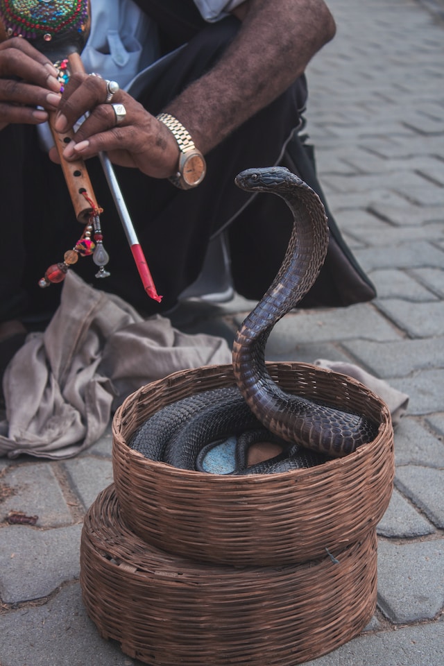The Cycle of Cobras From Birth to Maturity