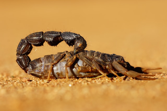Venom of Scorpions Symptoms and Treatment