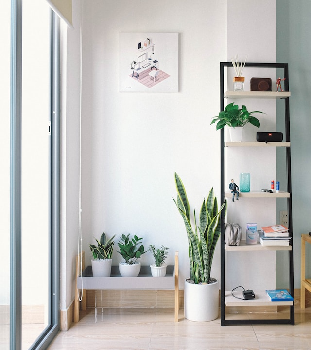 Feng Shui 101: Enhancing Positive Energy with Plants in the Bedroom