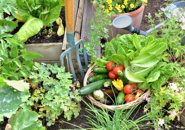 Beginner’s Guide to Vegetable Gardening: From Seed to Table