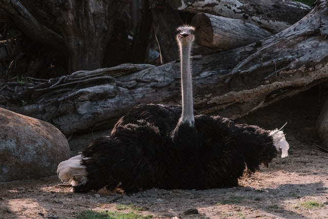 Debunking Ostrich Myths and Revealing Reality
