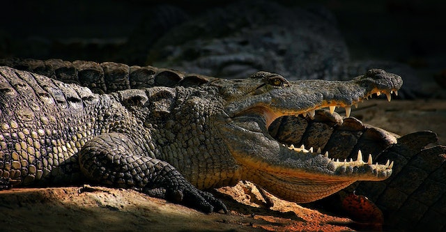 Crocodile Anatomy Evolution Astonishing Insights