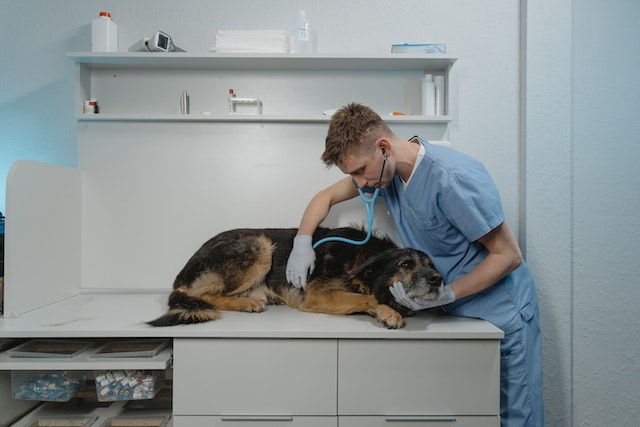 Navigating Pet Emergencies Veterinarians’ Precise Compassion