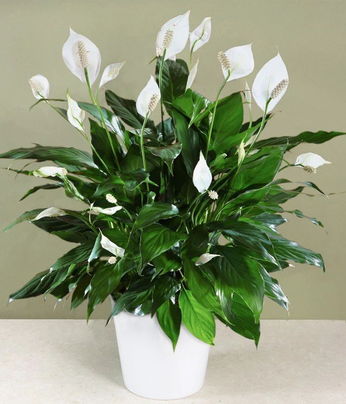 Embrace Greener Peace: Your Guide to Thriving Peace Lily Plants