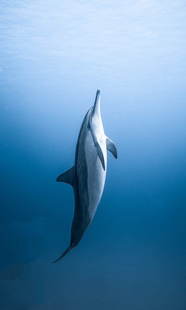 Unique Social Structure of Dolphins How They Form Strong Bonds