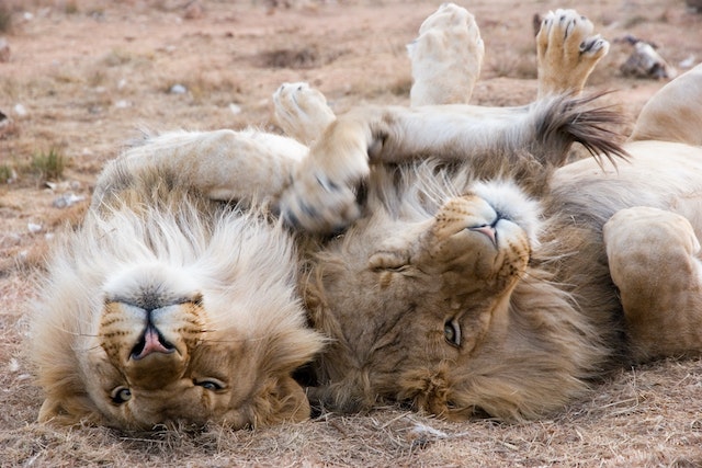 Lions