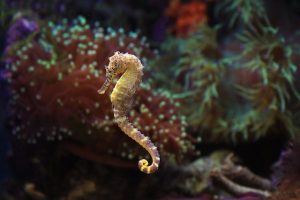 Seahorse