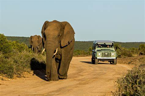 Revival Unleashing the Freedom of Carefree Travel in Africa