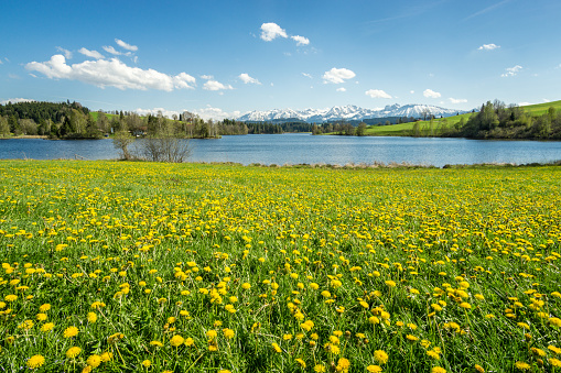 Lakeside Meadow