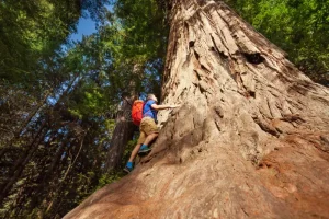 Unlocking the Redwood Forest's Hidden Secrets for Lifestyle
