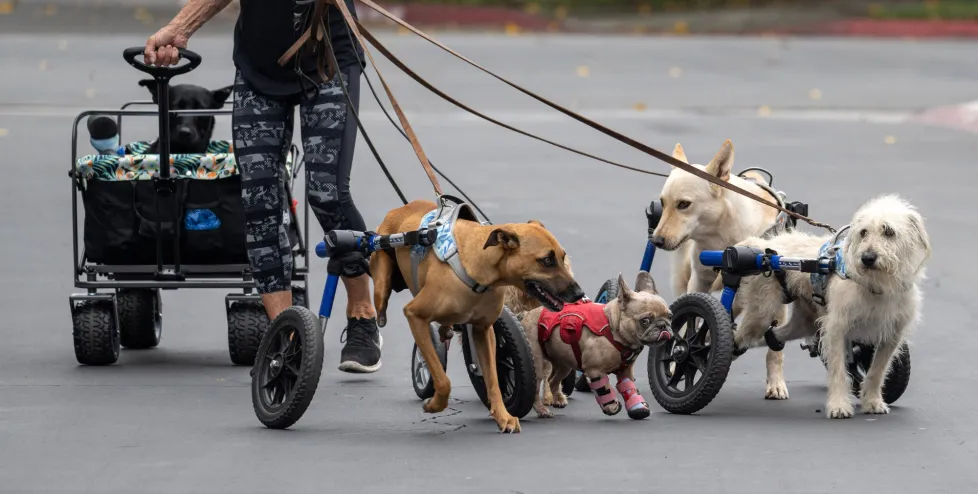 Education is Journey for Disabled Animals.