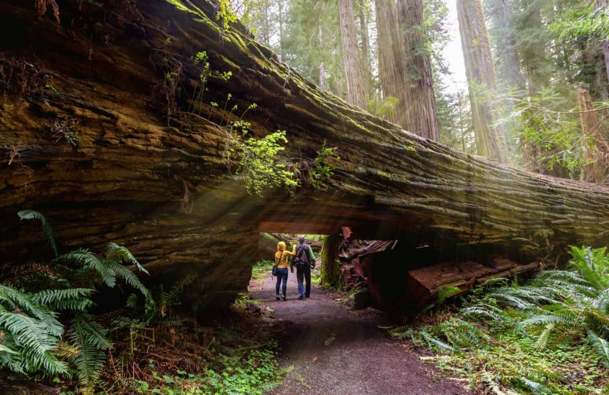 Unlocking the Redwood Forest's Hidden Secrets for Lifestyle