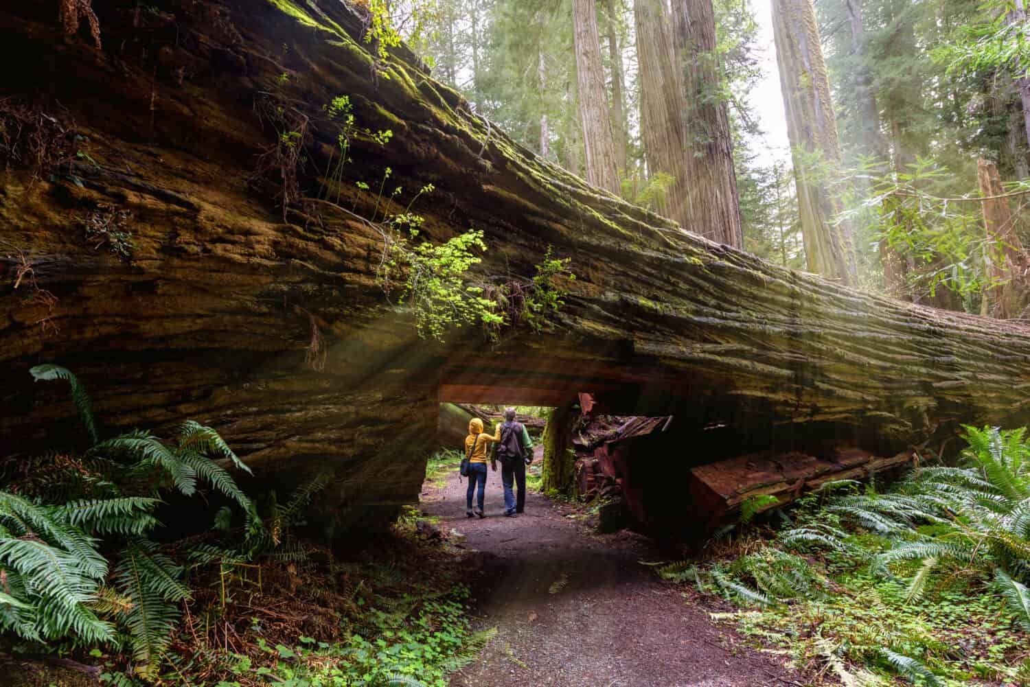 Unlocking the Redwood Forest’s Hidden Secrets for Lifestyle