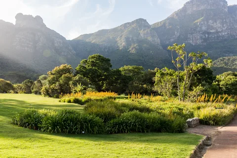 Unveiling the Marvels of Kirstenbosch into Floral Diversity