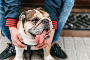 the Ideal Insurance for Bulldogs