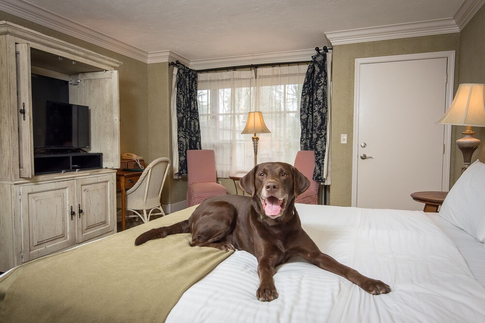 Unleashing Ultimate Guide Pet-Friendly Hotels in New England
