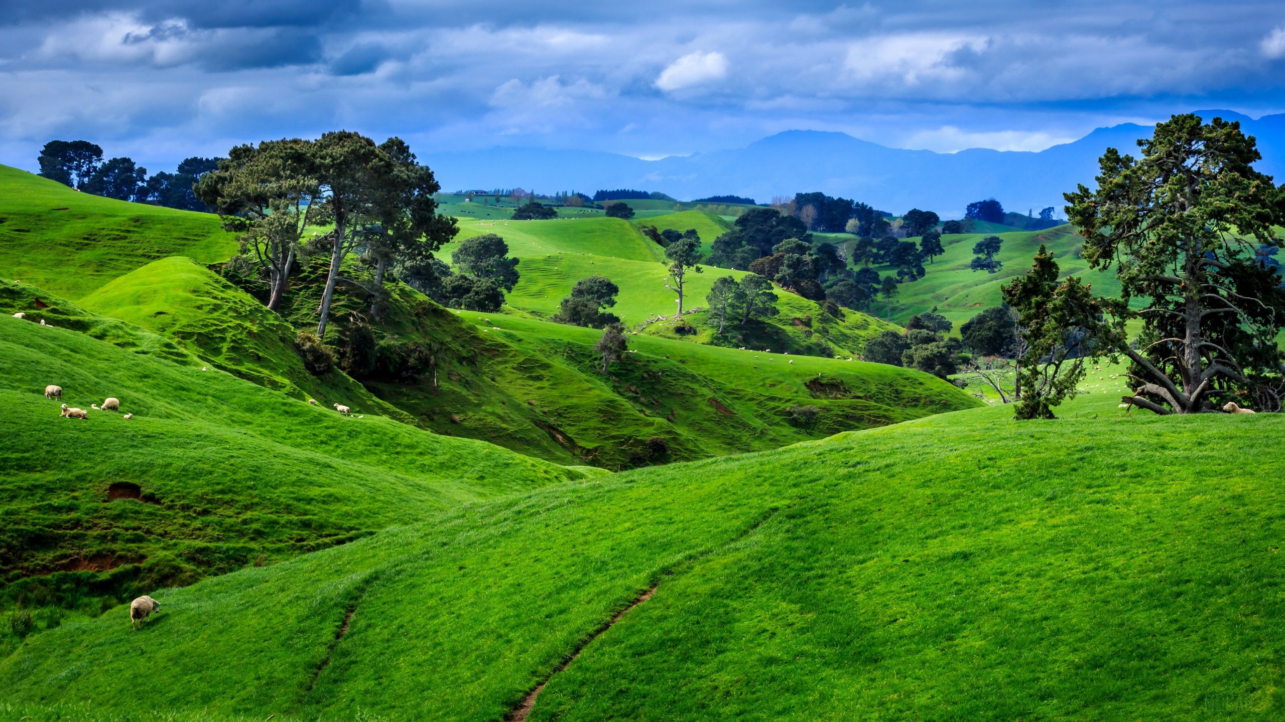 Kiwi Thrills the Overseas Adventure Travel in New Zealand