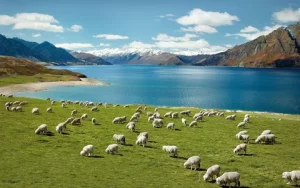 Overseas Adventure Travel in New Zealand
