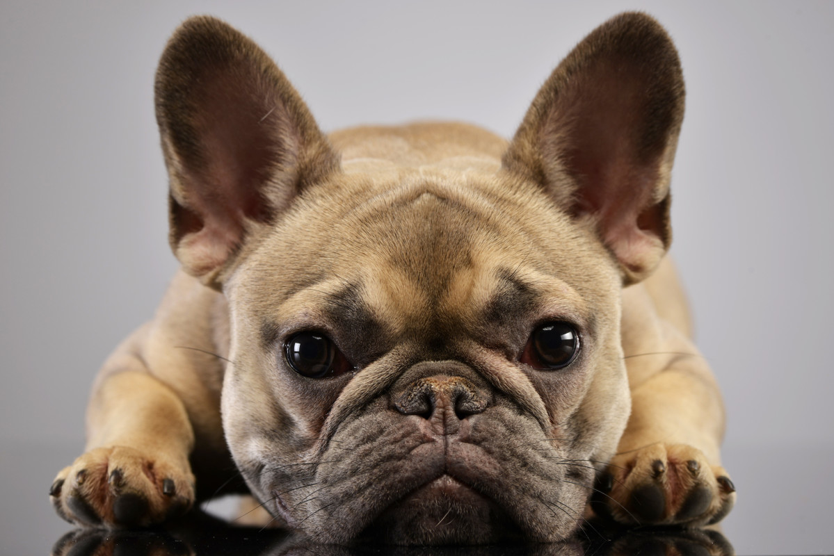 Healthy Hounds: Choosing the Best Insurance for Bulldogs