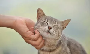 Techniques for Training Kittens