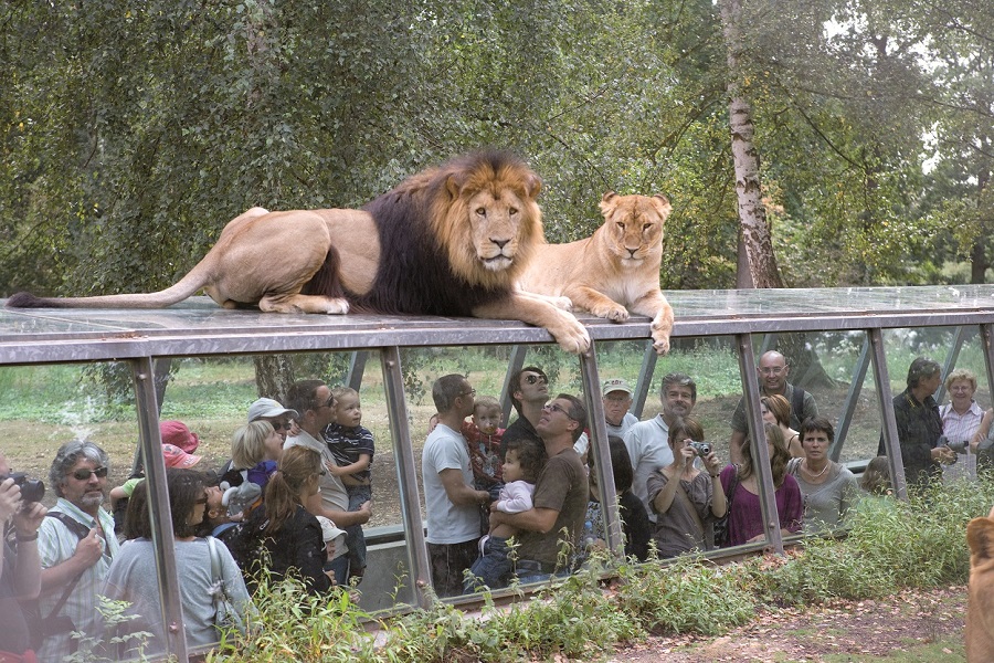 Brazil's Zoo Safari