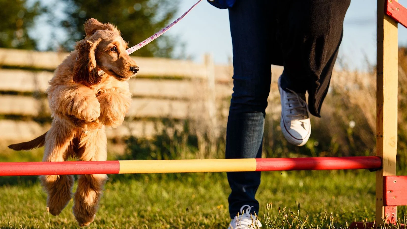 Effective Strategies for Successful Dogs Training