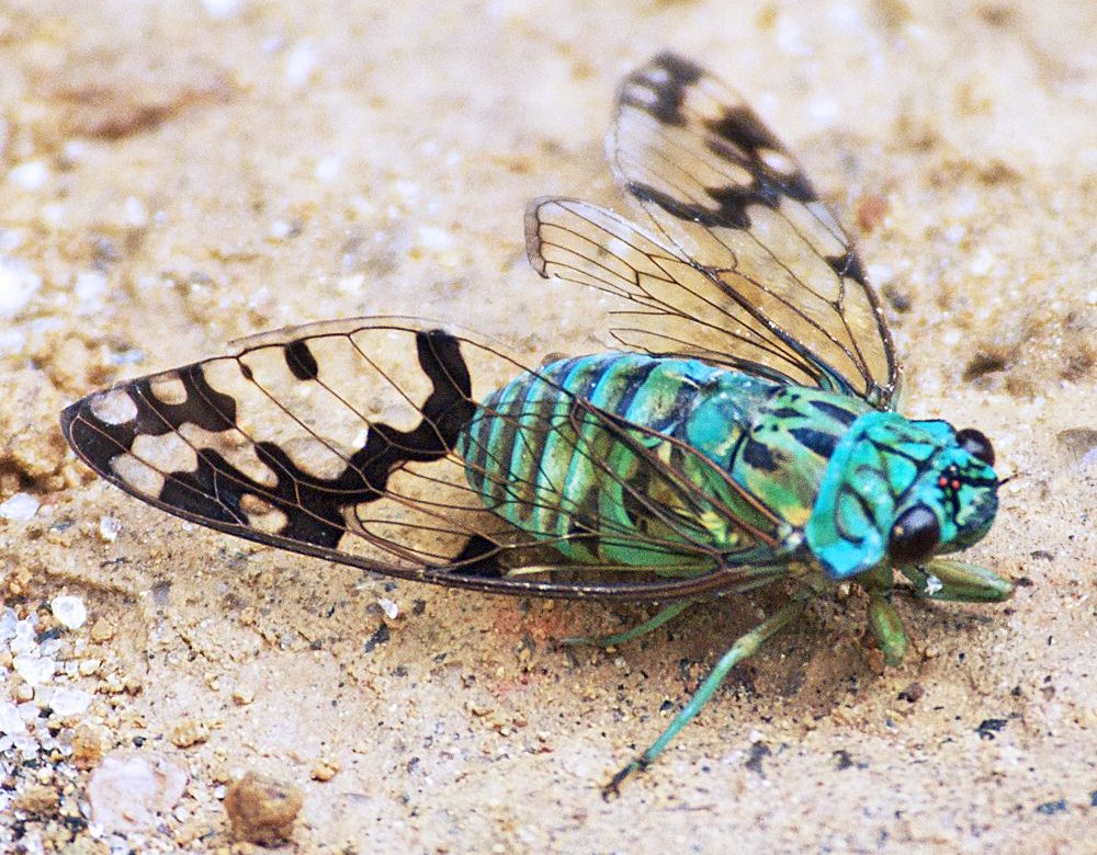 The Return of Cicadas: South Carolina's Seasonal Swarm Explained